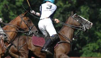 Click to view details and reviews for Polo In The City.
